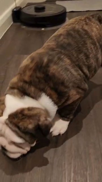 English  Bulldog  Puppy READY TO LEAVE NOW,  KC registered, Champion Bloodline Unique colour 👌 in London