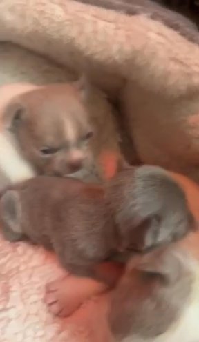 Stunning Isabella New Shade Frenchie Puppies in Broadstairs