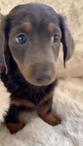 Mini Long& Smooth Haired  Puppies in Basildon