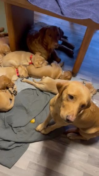 Price now £800, 3/8 lab pups, Fully Vaccinated in Burnley
