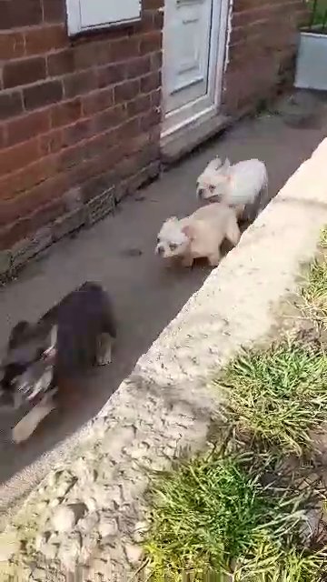 stunning French bulldog puppies in Rotherham