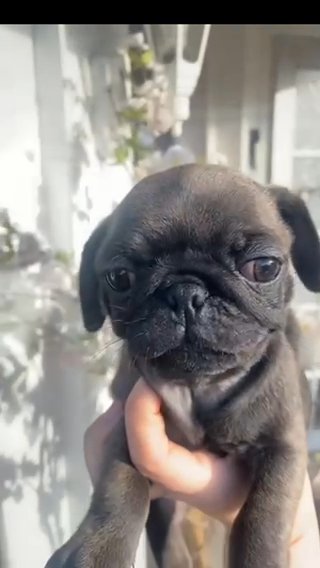 Stunning Rare Colour PUG puppies Now Available in Telford and Wrekin