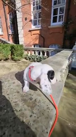 Miniature Black And White Dachshunds in London