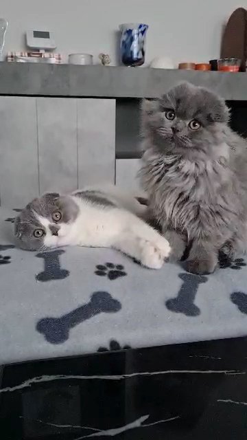 LAST ONE SHOW CLASS SCOTTISH FOLD MALE🩶🤍🐈‍⬛ in Manchester