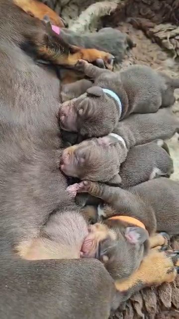 miniature dachshund pups in Blackpool