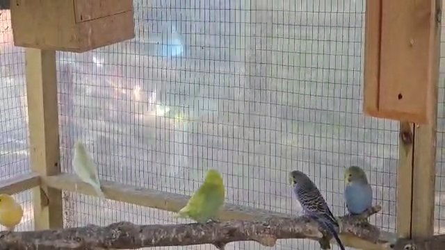 silly hand tammed budgies for sale in Walsall