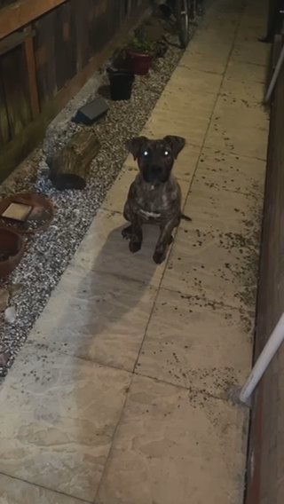 Presa X Bandog Female Puppy in London