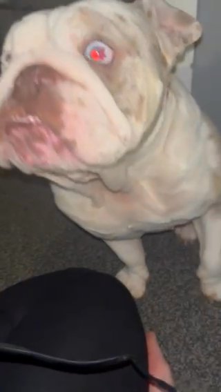 English Bulldog/French in High Peak