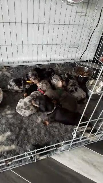 miniature dachshunds in Dudley