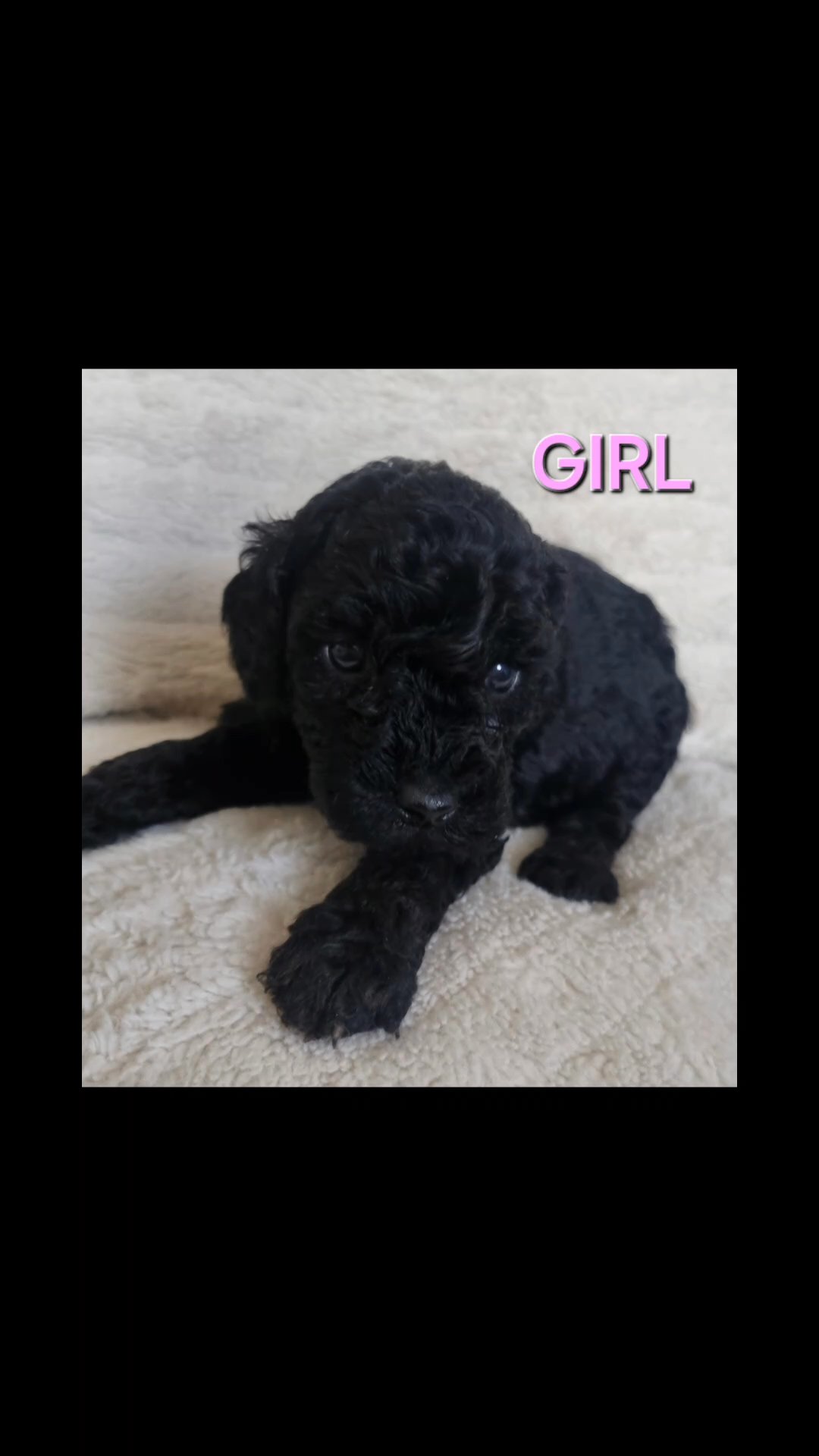 cockapoo in Doncaster