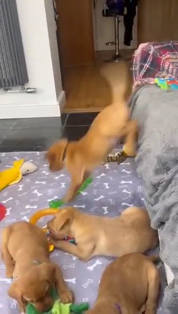beautiful litters of Labrador puppies in Wrexham