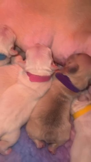 Platinum French Bulldog Puppies in London